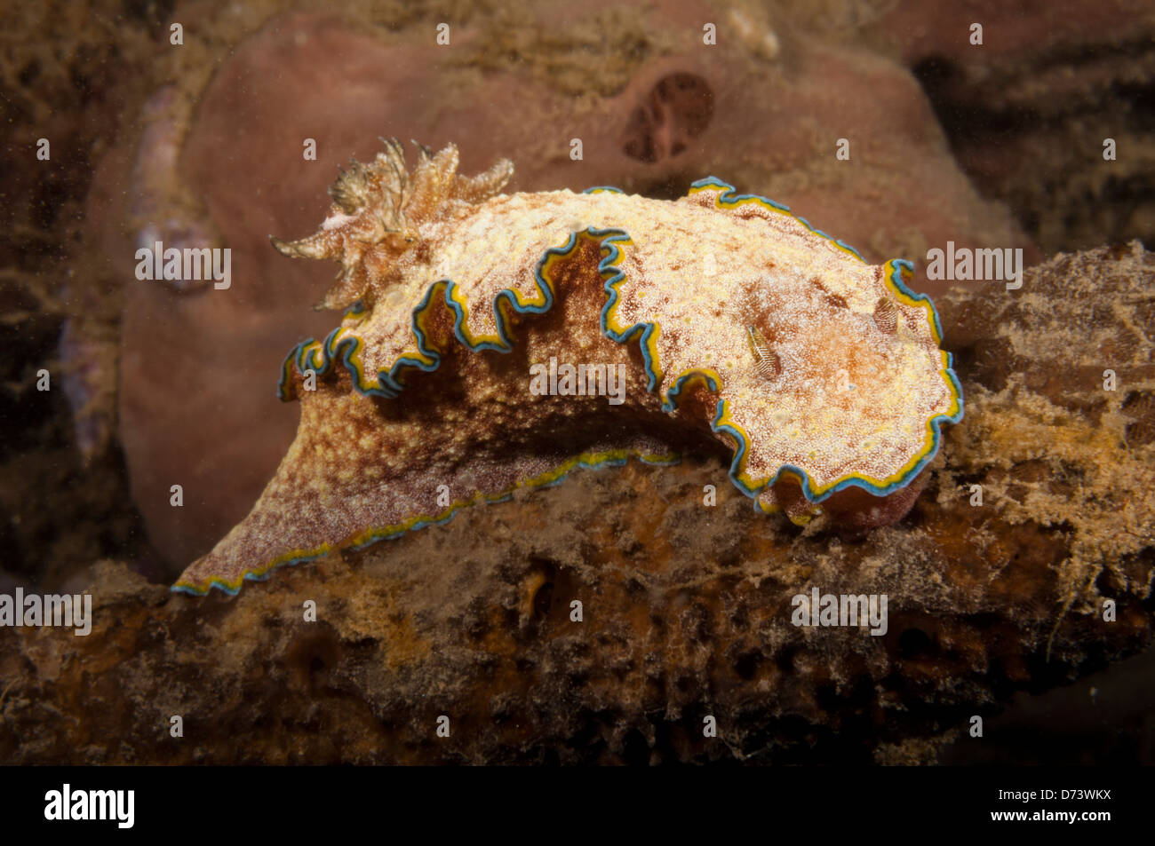 A glossodoris nudibranch crawls over the reef Stock Photo