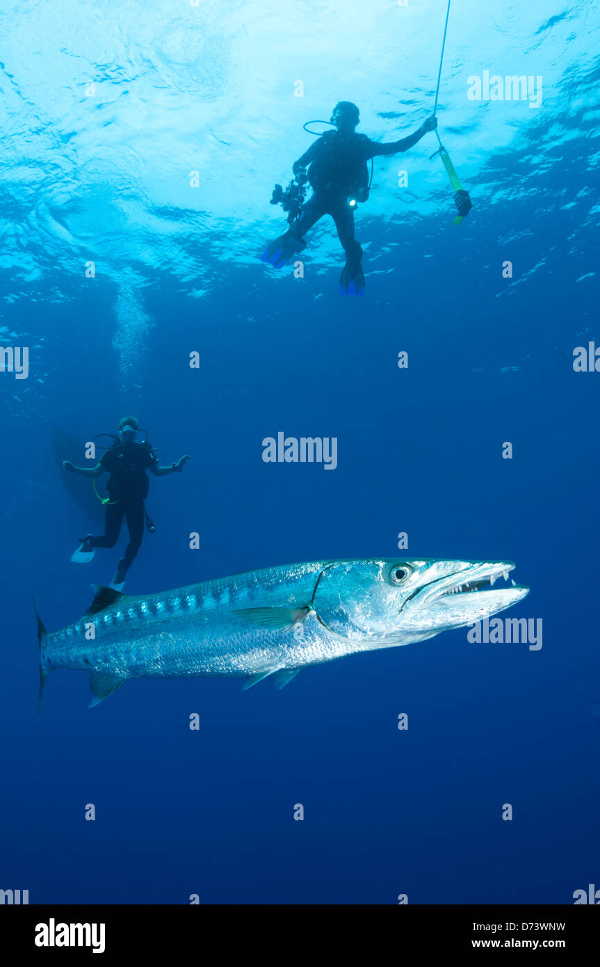 Two scuba divers admire a great barracuda Stock Photo
