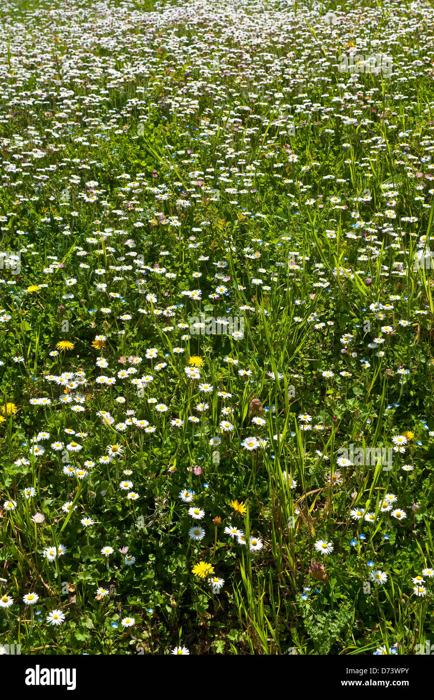 Wild garden weeds hi-res stock photography and images - Alamy