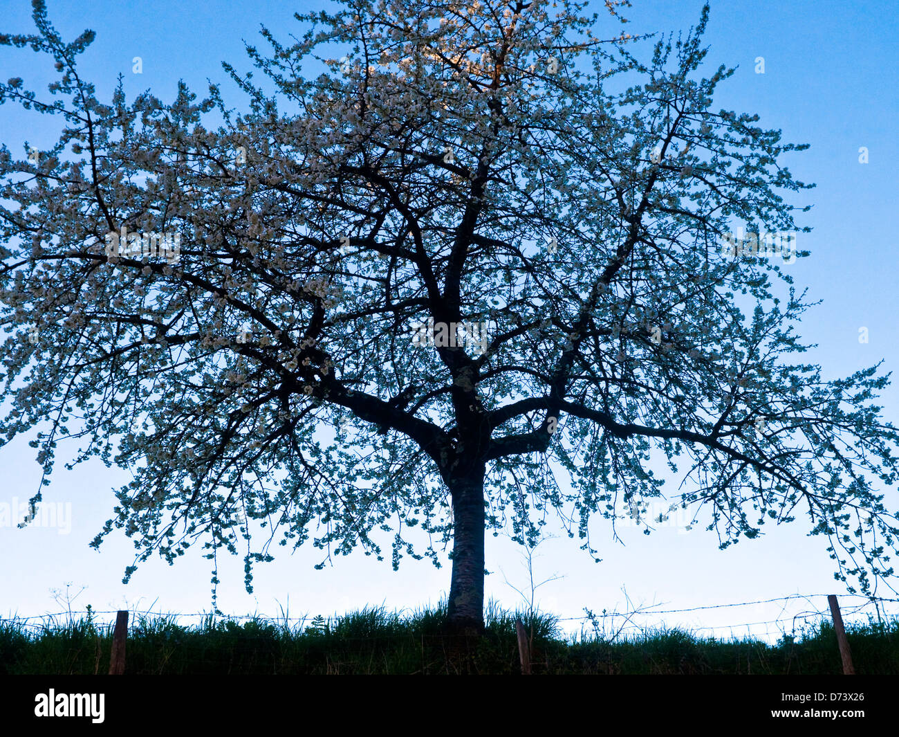 Silhouetted Cherry tree - France. Stock Photo