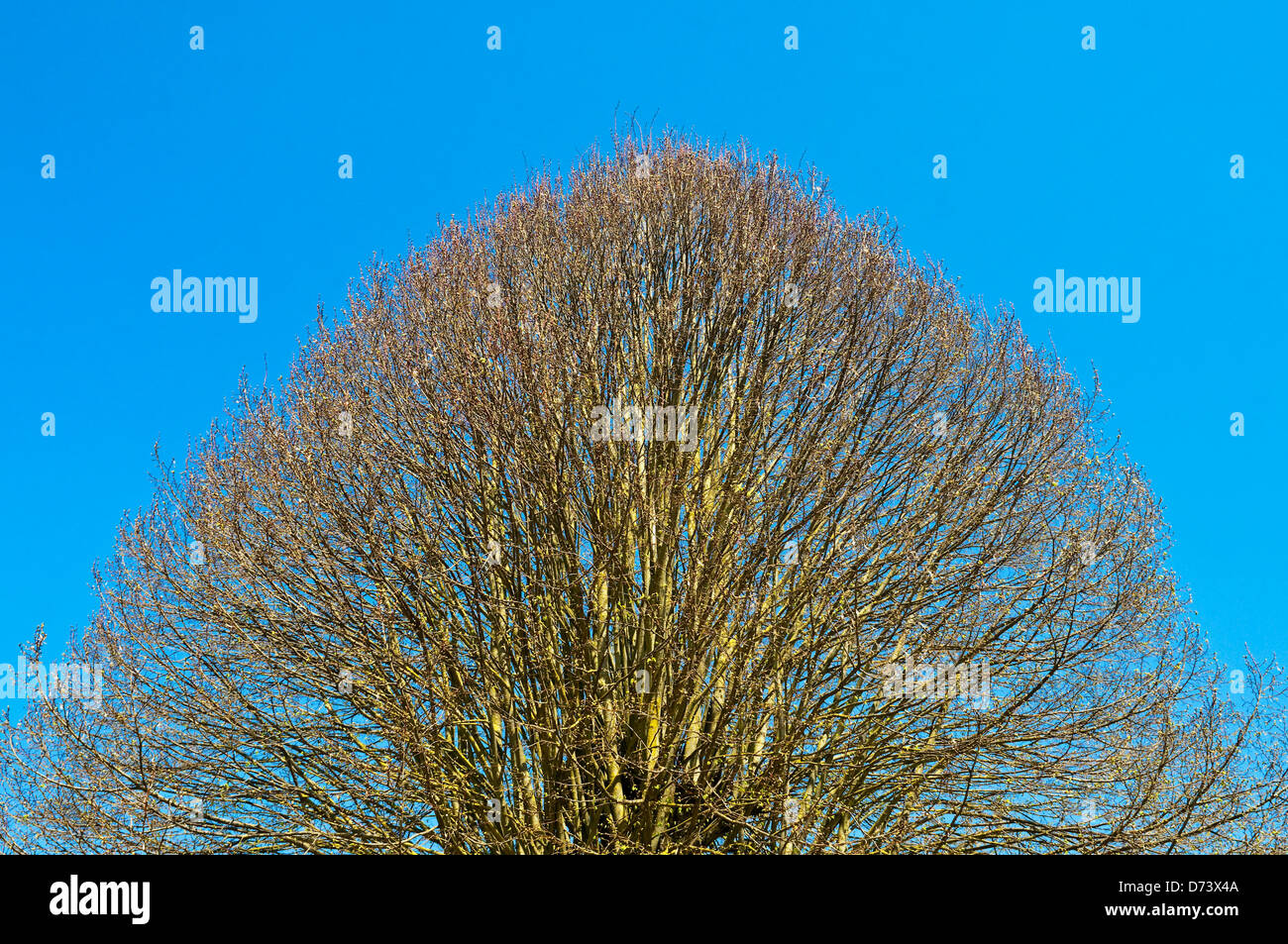 Shaped tree - France. Stock Photo