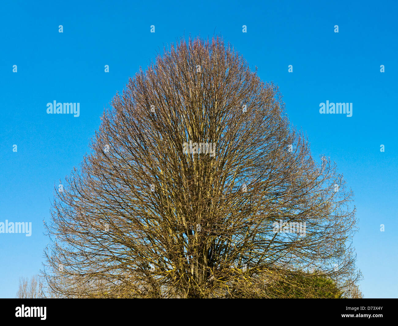 Shaped tree - France. Stock Photo