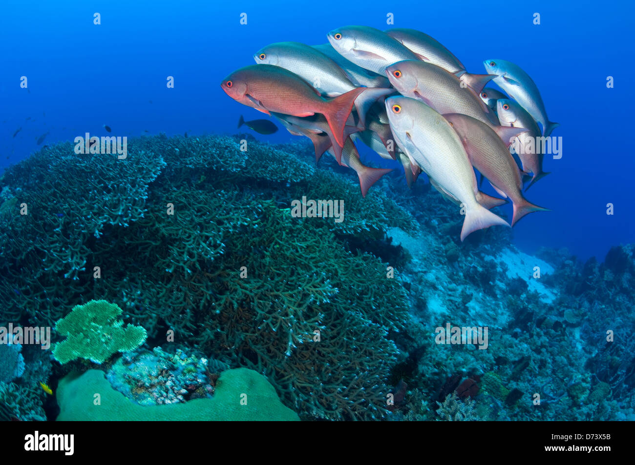 A school of pinjalo swim over a coral reef Stock Photo