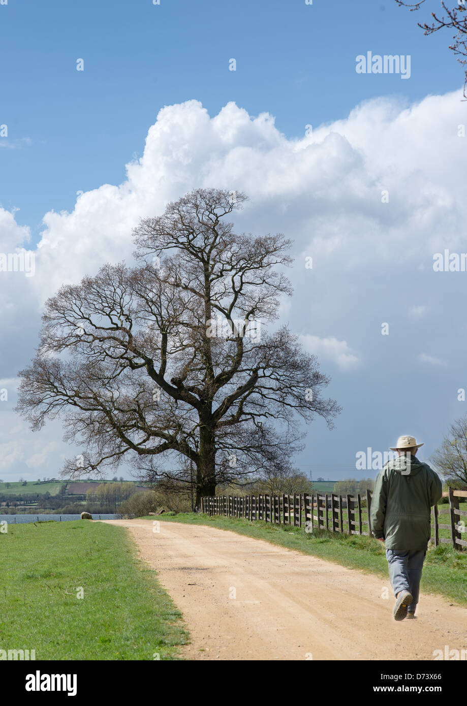 Field Path Rambles A lone rambler stolls along a countryside path as the first signs of ...