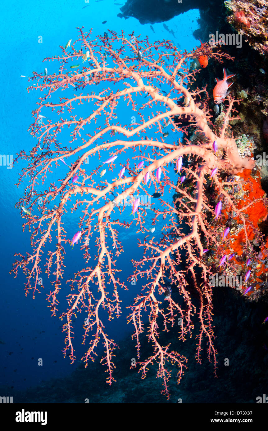 A large pink soft coral hangs delicately from the reef's edge Stock Photo
