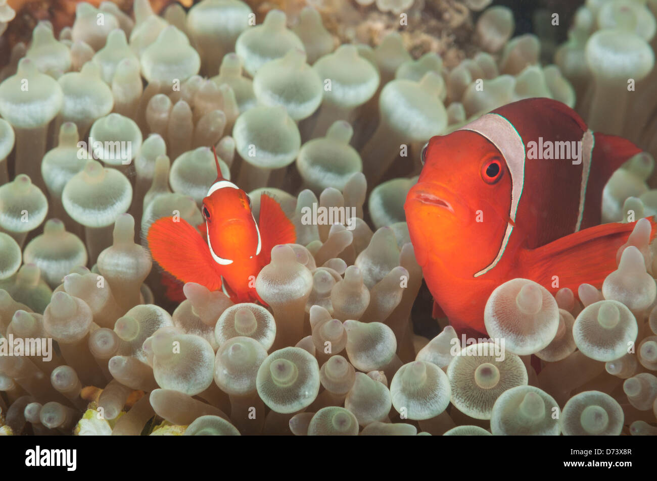A pair of spinecheek clownfish take refuge in an anemone Stock Photo