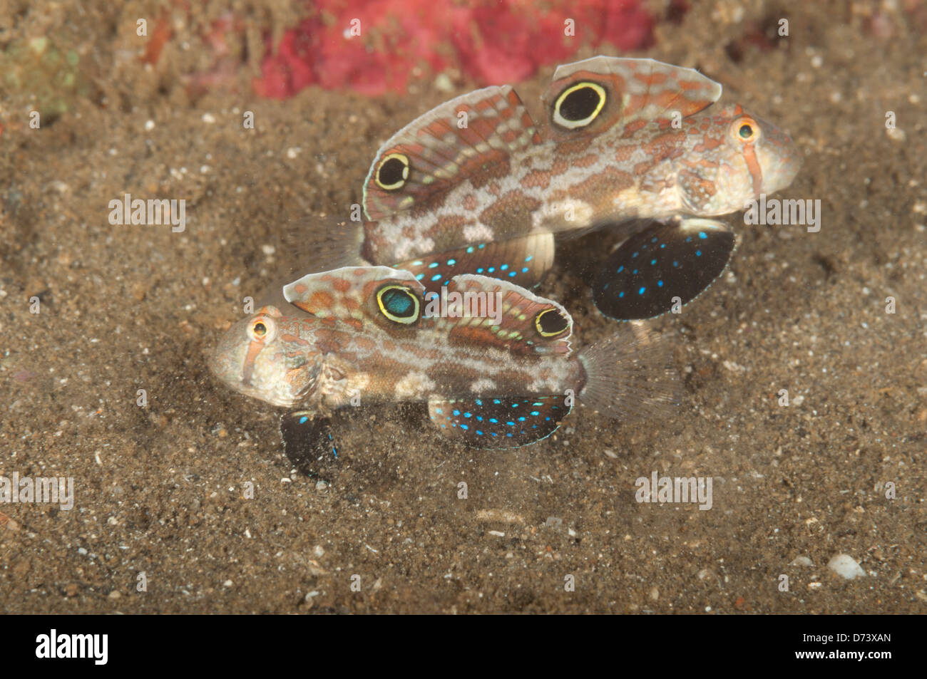 Two twin spot gobies keep their home clear of debris Stock Photo