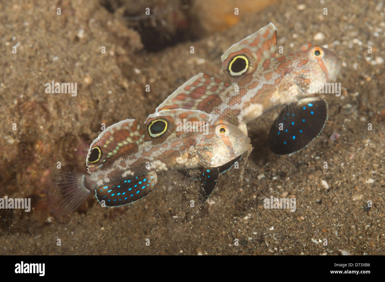 Two twin spot or two spot gobies keep their home clear of debris Stock Photo