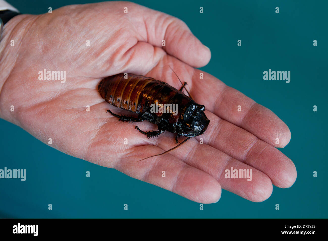 Madagascar hissing cockroach (Gromphadorhina portentosa) in hand Stock Photo