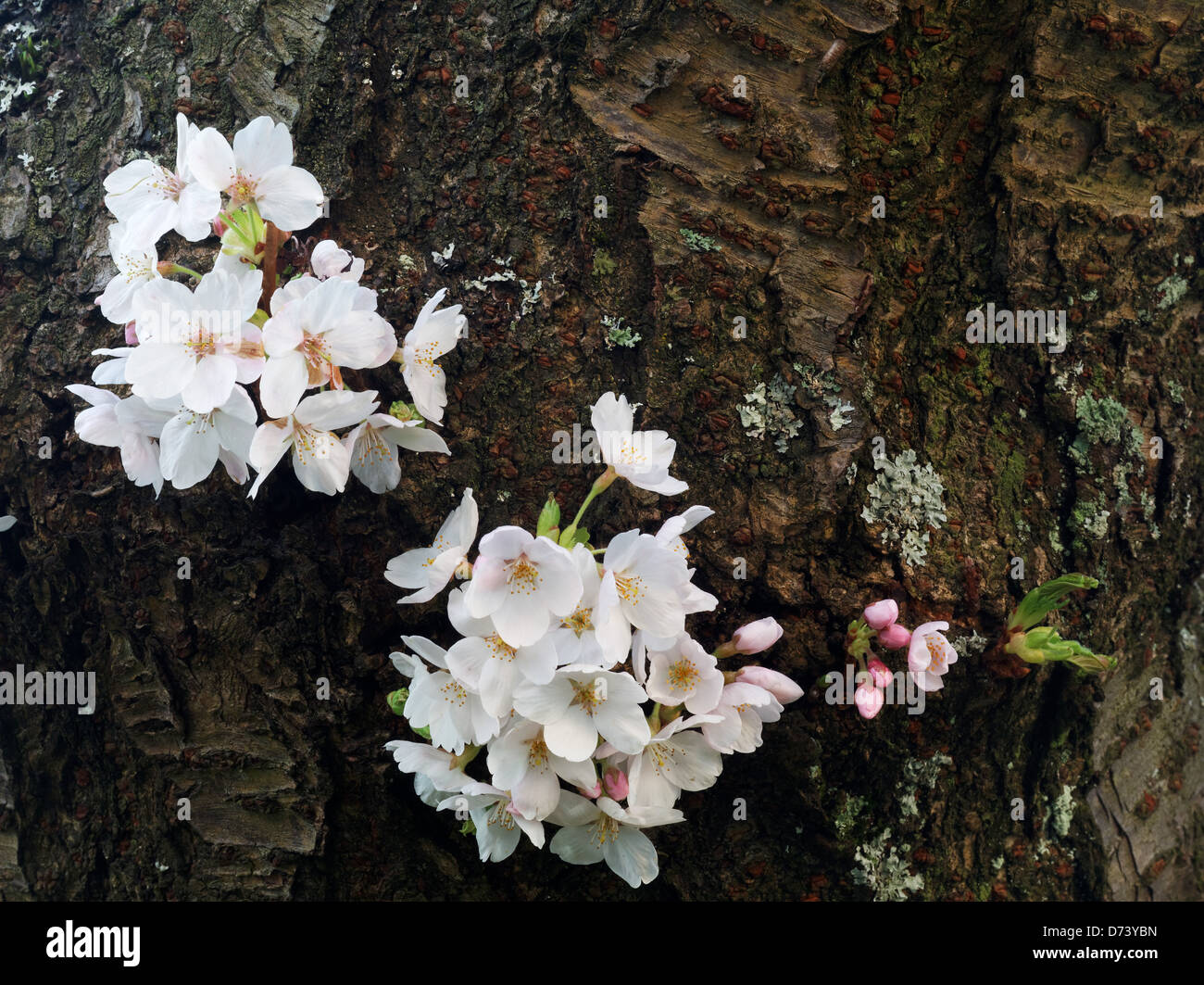 Blossoms on Yoshino cherry tree, Liberal Arts Quad, University of Washington, Seattle, Washington, USA Stock Photo