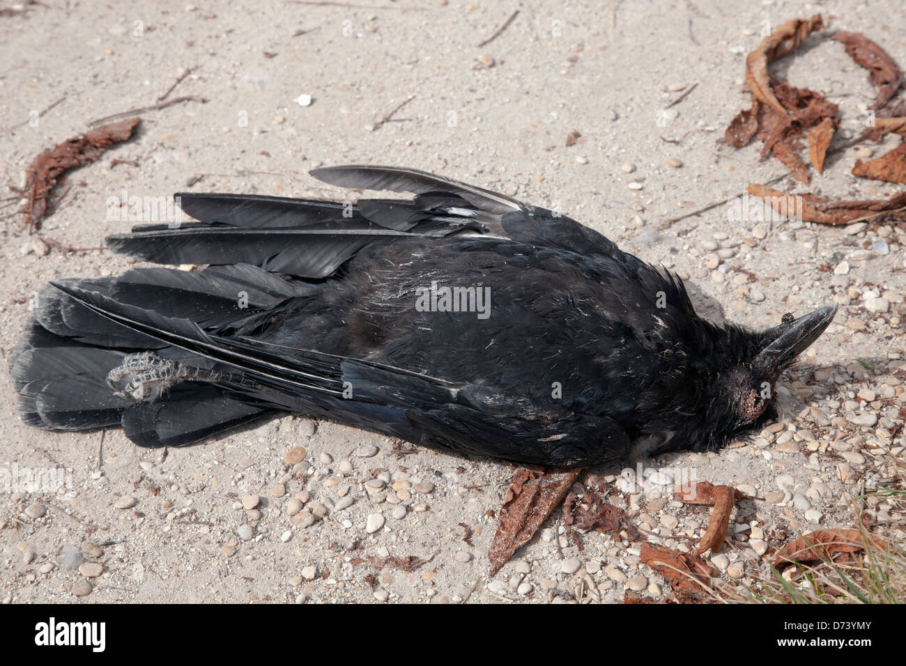dead crow Stock Photo