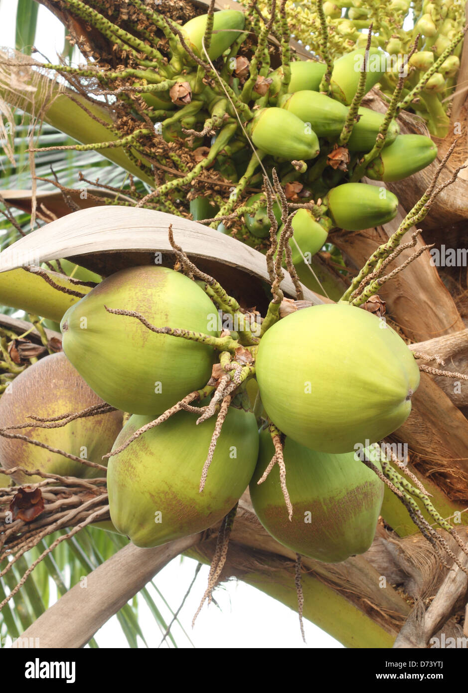 fresh coconut on the tree Stock Photo - Alamy