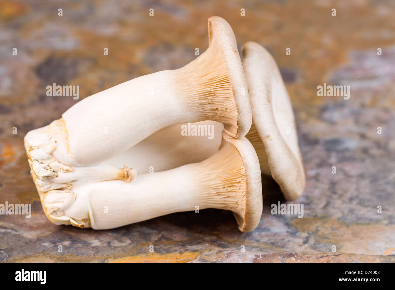 Horizontal photo of a fresh king trumpet mushroom on natural stone background Stock Photo