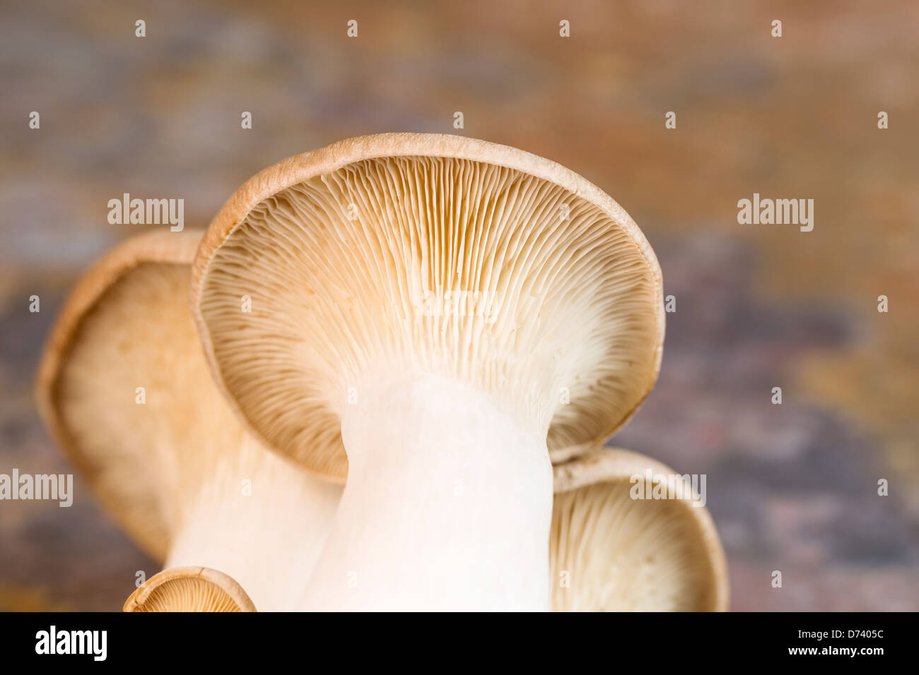 Horizontal photo of underneath a fresh king trumpet mushroom on natural stone background Stock Photo