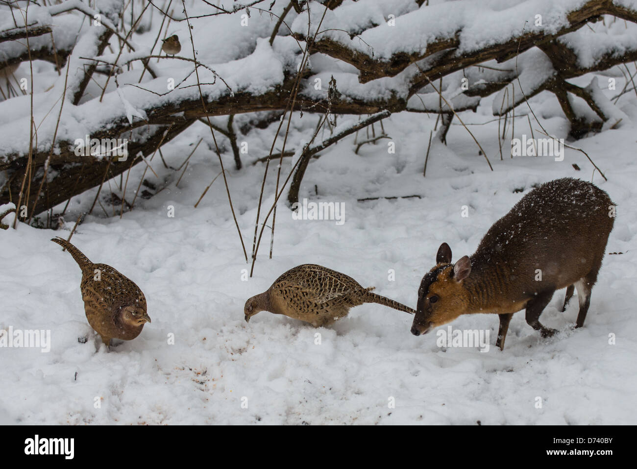 Two female Pheasants and a Doe Muntjac Deer foraging in snow for something to eat in a woodland setting Stock Photo