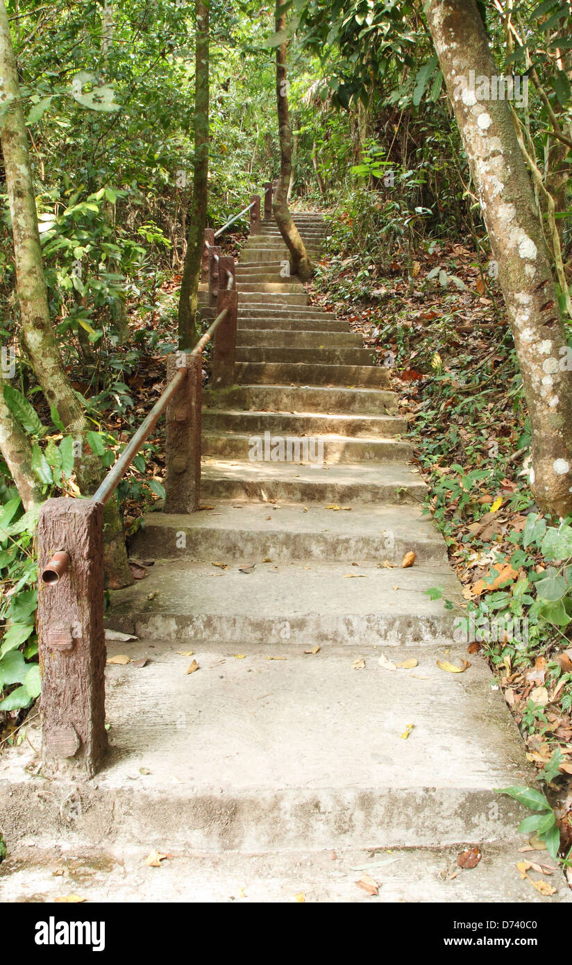 Stairway to jungle, Khao Yai national park, Thailand Stock Photo Alamy