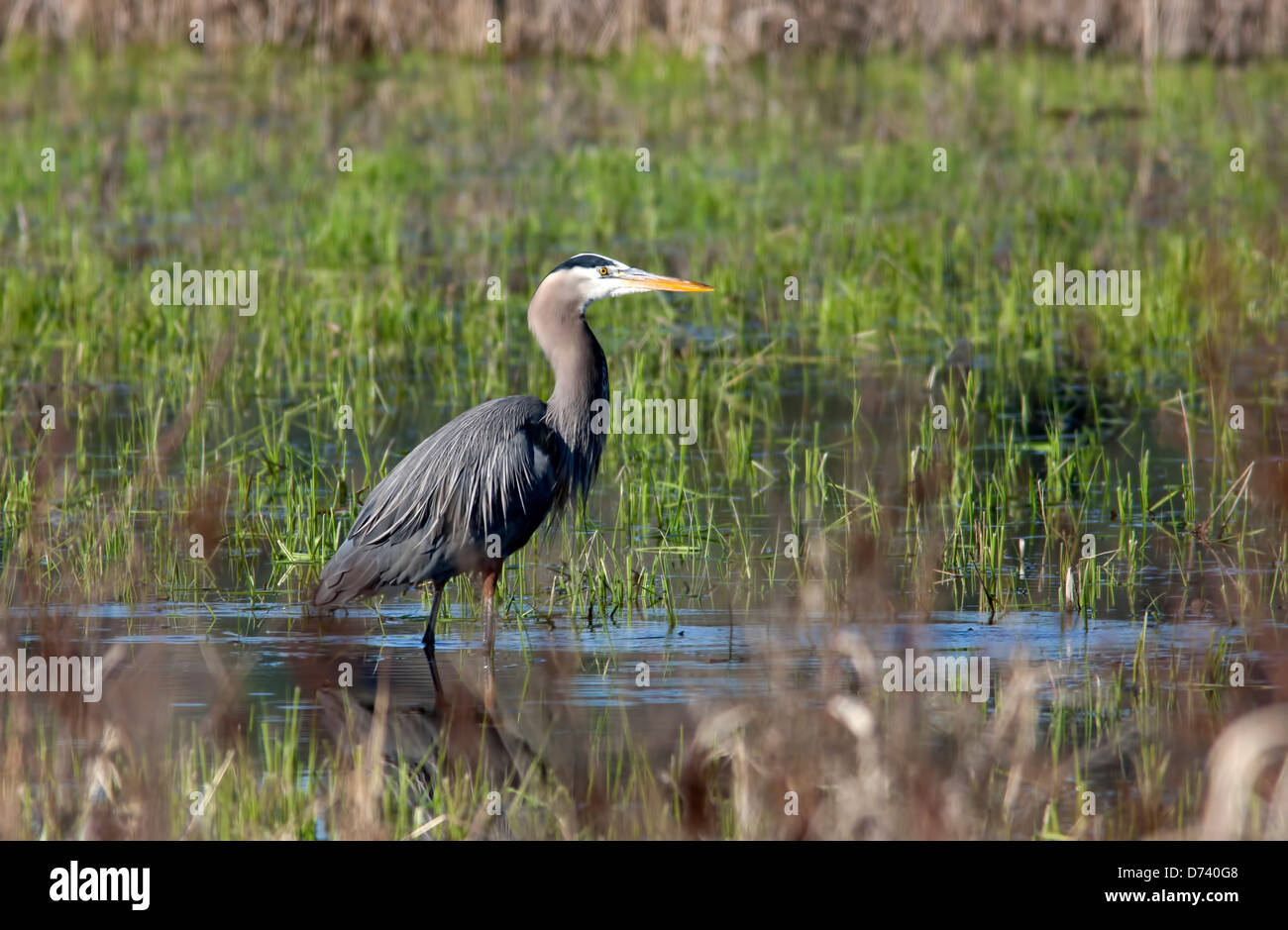 Heron walks through wetlands. Stock Photo