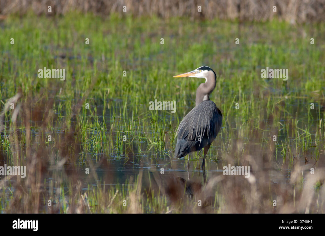 Heron in the wetlands. Stock Photo