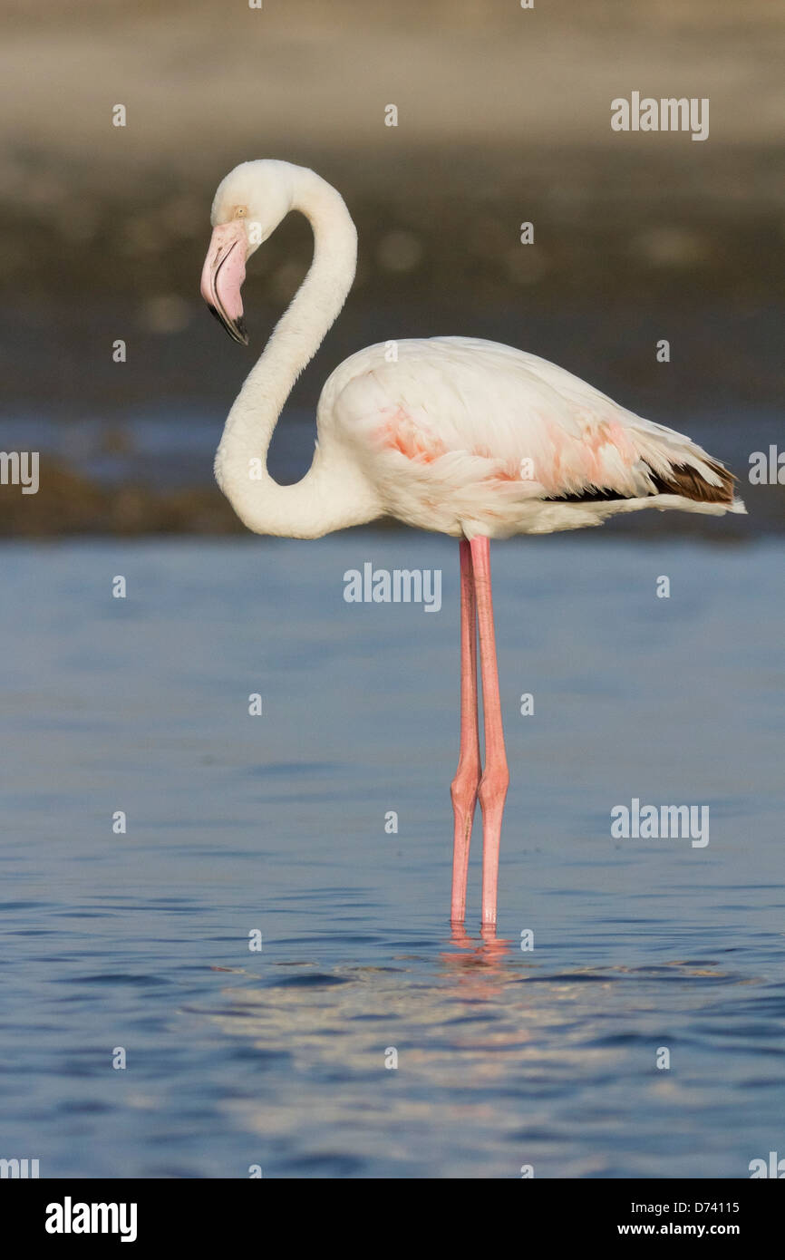 Greater Flamingo (Phoenicopterus Roseus Stock Photo - Alamy