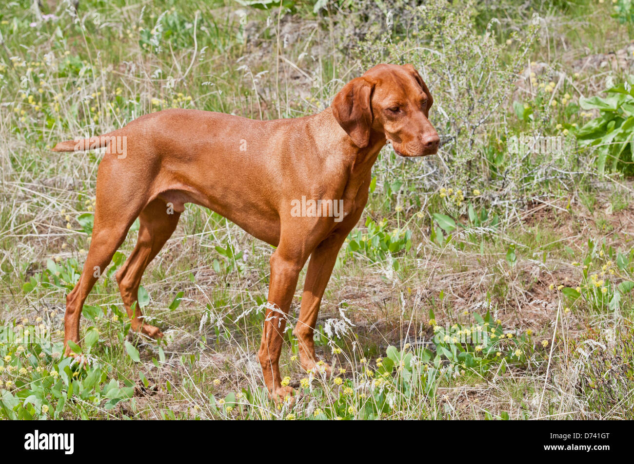 Hungarian Vizsla hunting dog Stock Photo