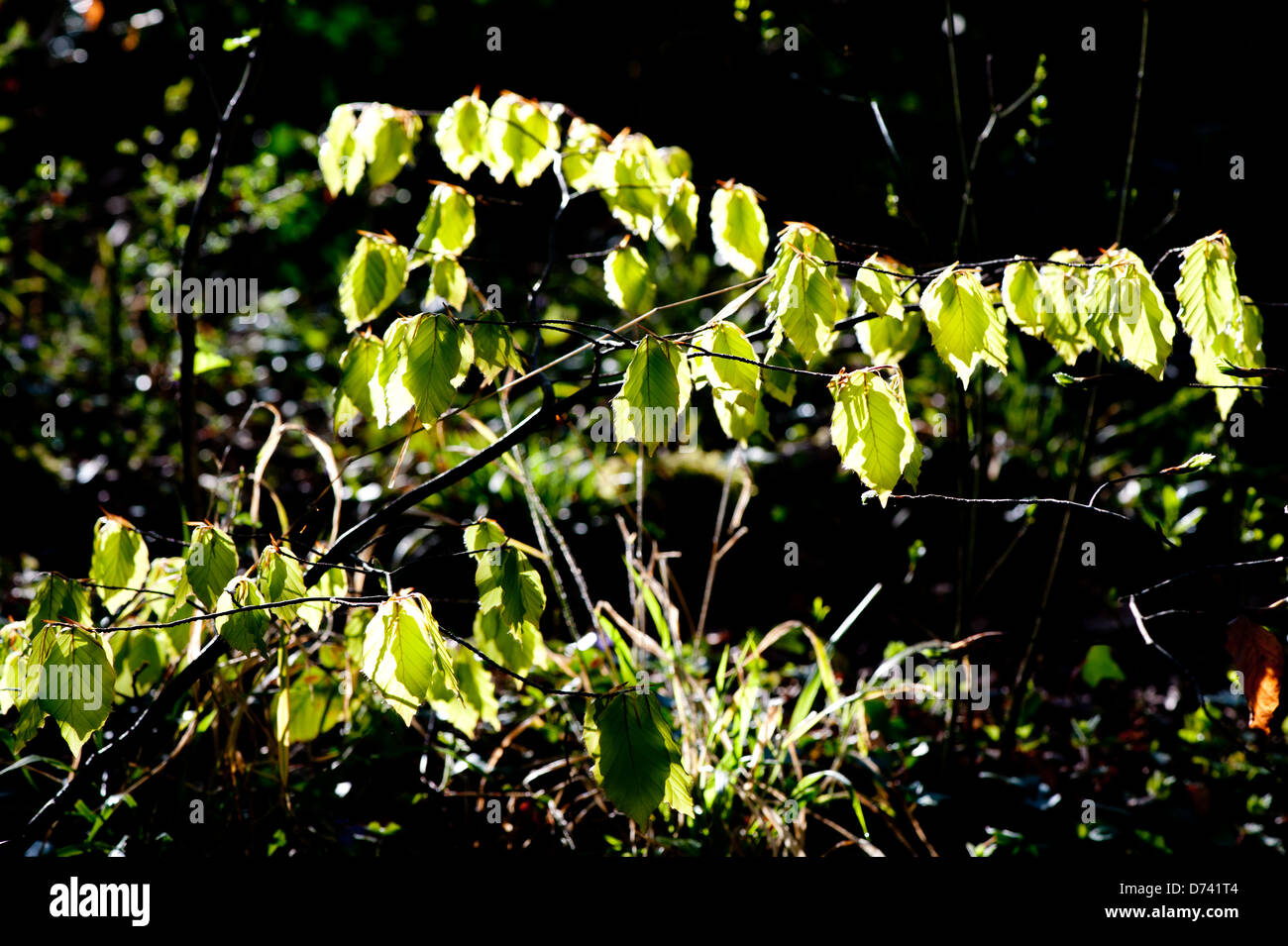 Sunny tree branch leaves hi-res stock photography and images - Alamy