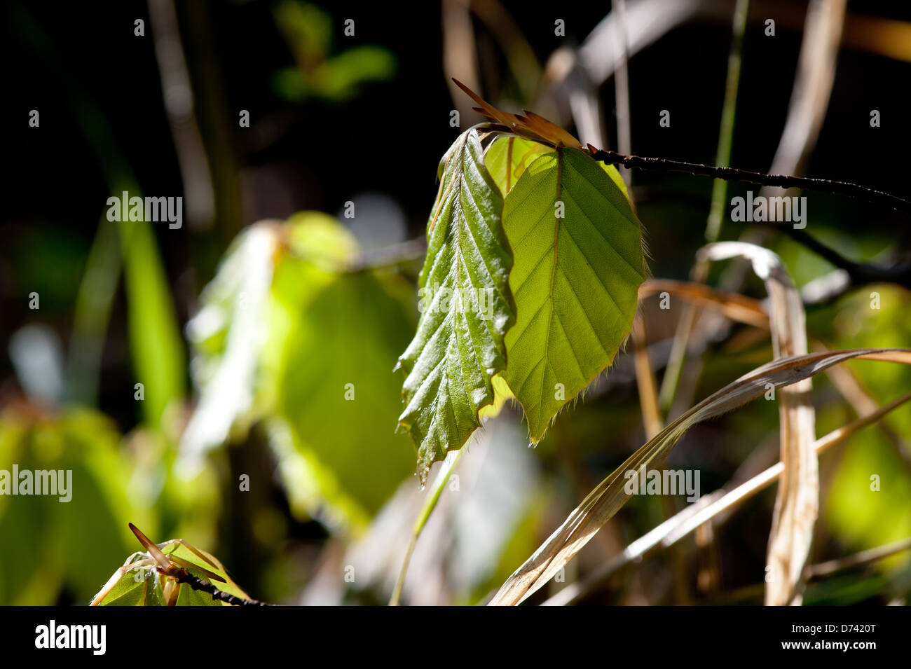 Two leaves hi-res stock photography and images - Alamy