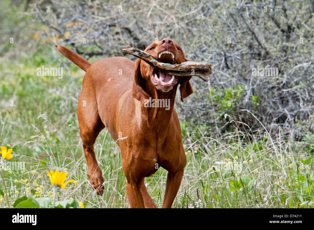 Hungarian Vizsla Hunting Dog Retrieving A Stick Stock Photo Alamy