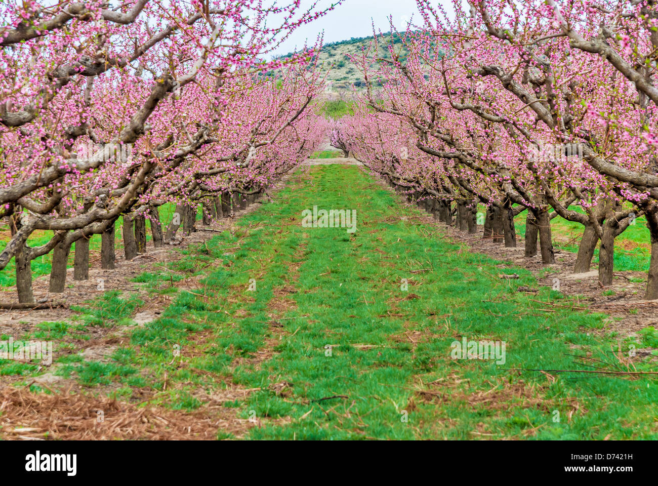 Cherry orchard in full bloom hi-res stock photography and images - Alamy