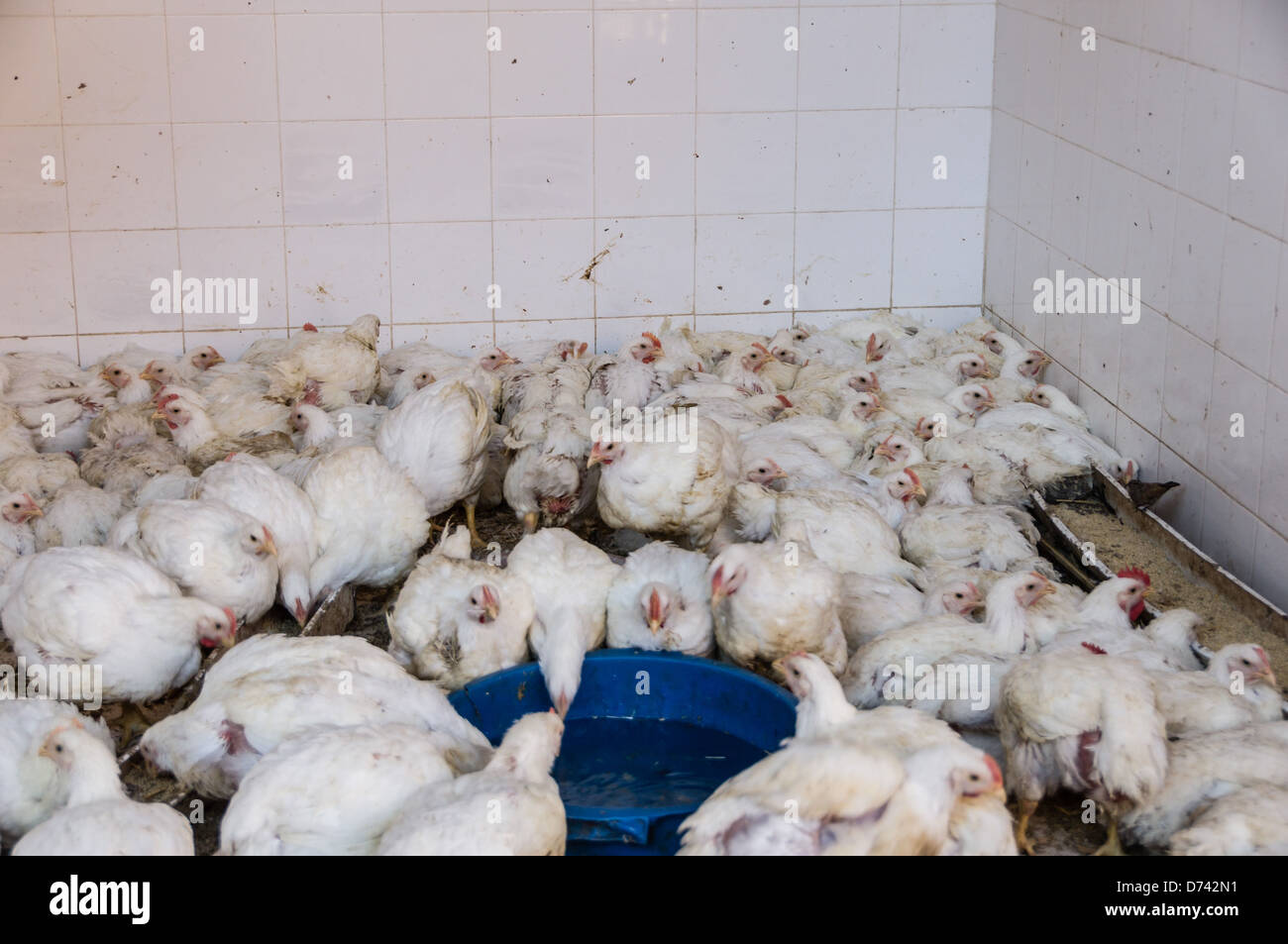 Hens for sale near me at affordable prices with guaranteed health and quality.