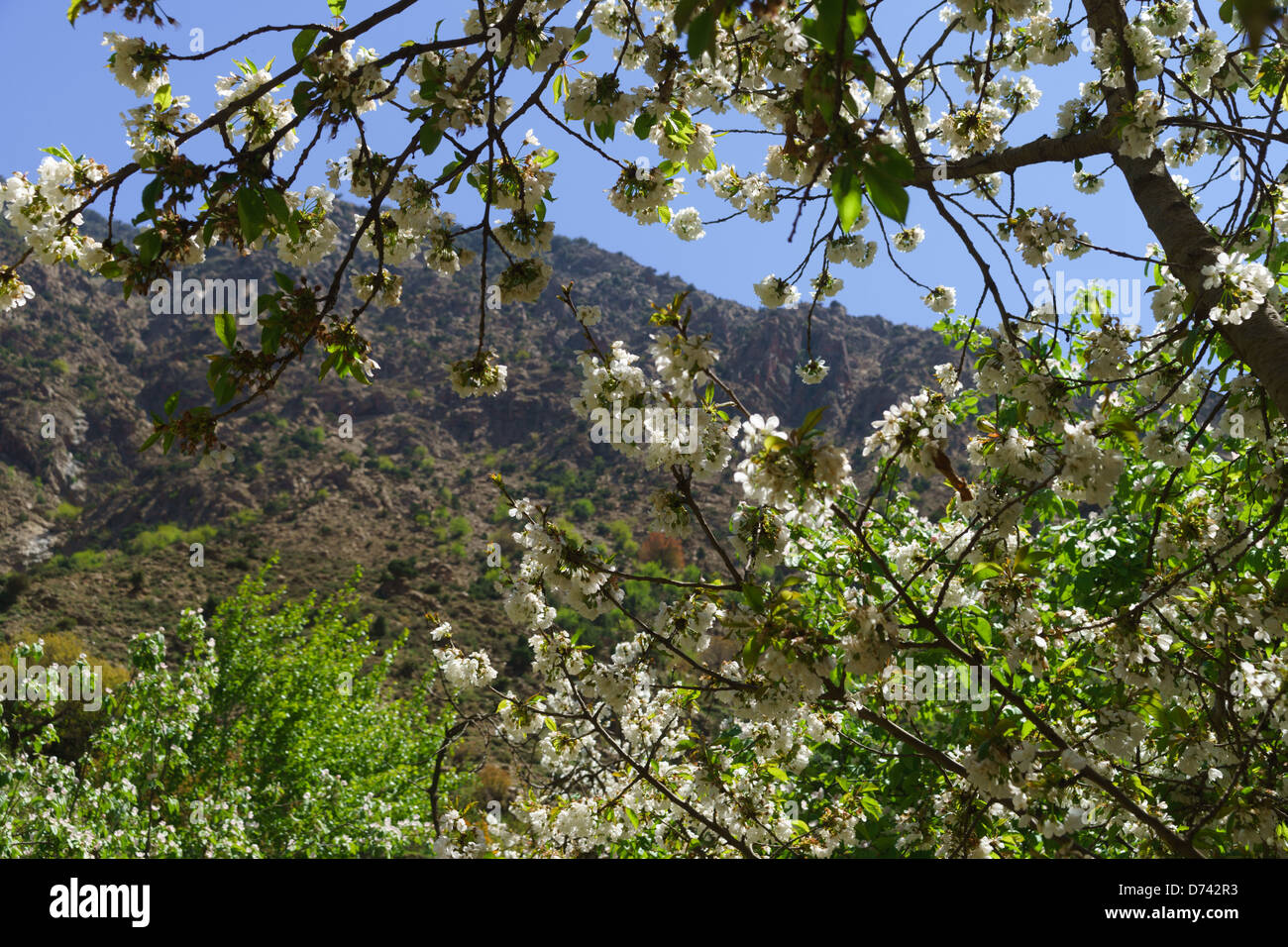 Morocco, Marrakesh cherry blossom in the Ourika valley Stock Photo