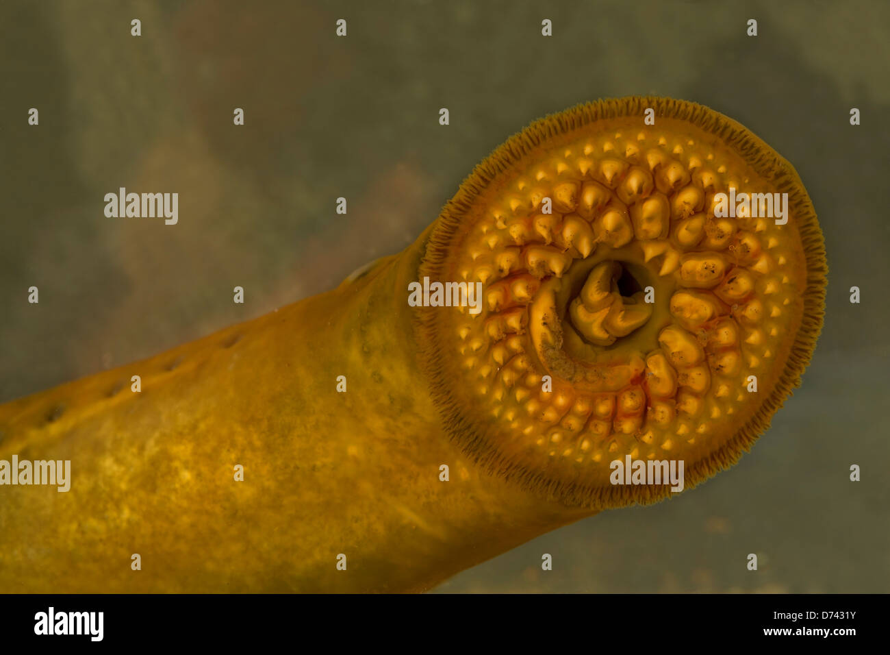Sea lamprey (Petromyzon marinus), Cayuga Lake, New York, parasitic lamprey found on Atlantic coasts of Europe and North America Stock Photo