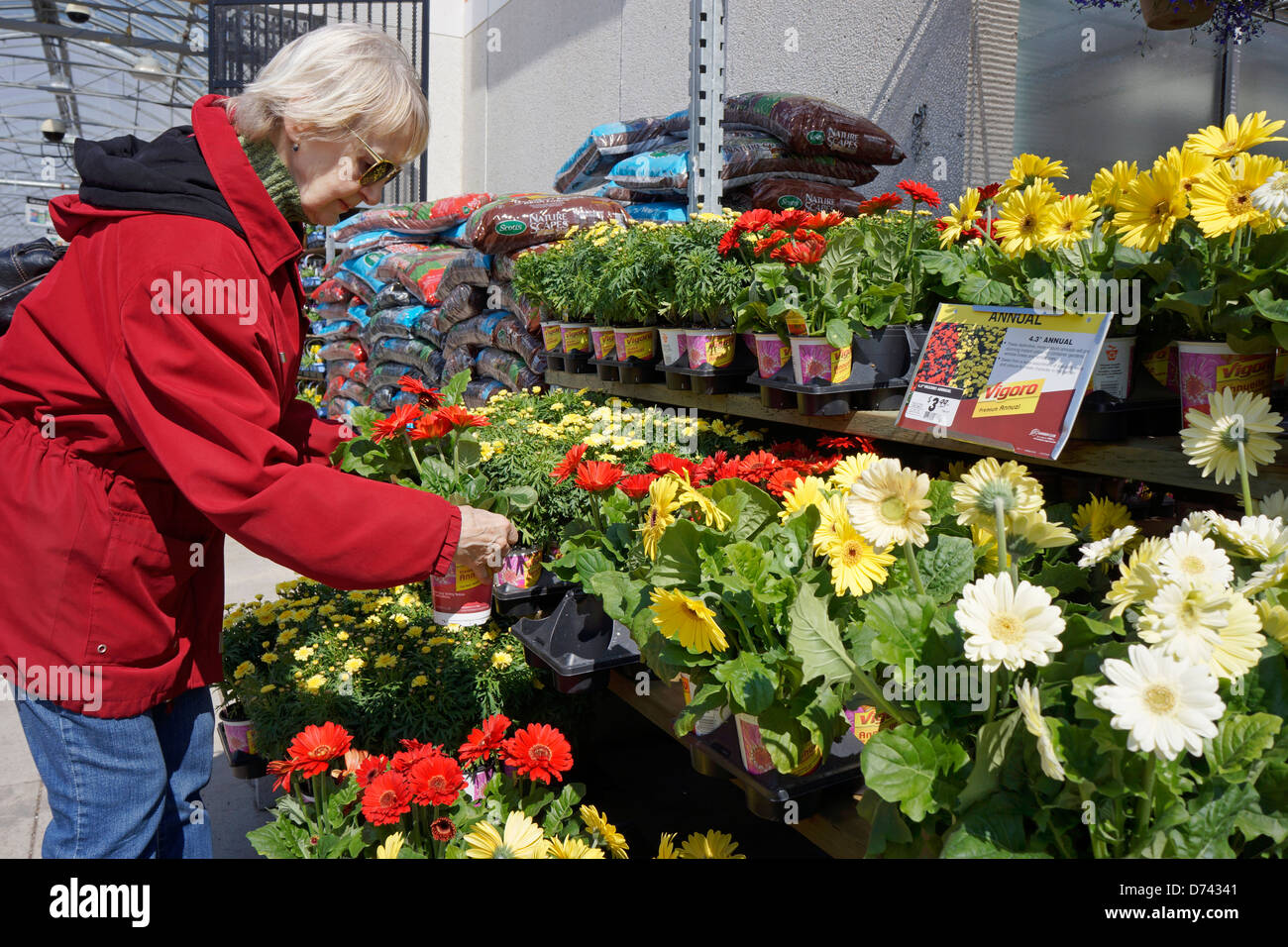 Garden Centre, Woman Choosing  Gerbera Flowers Stock Photo