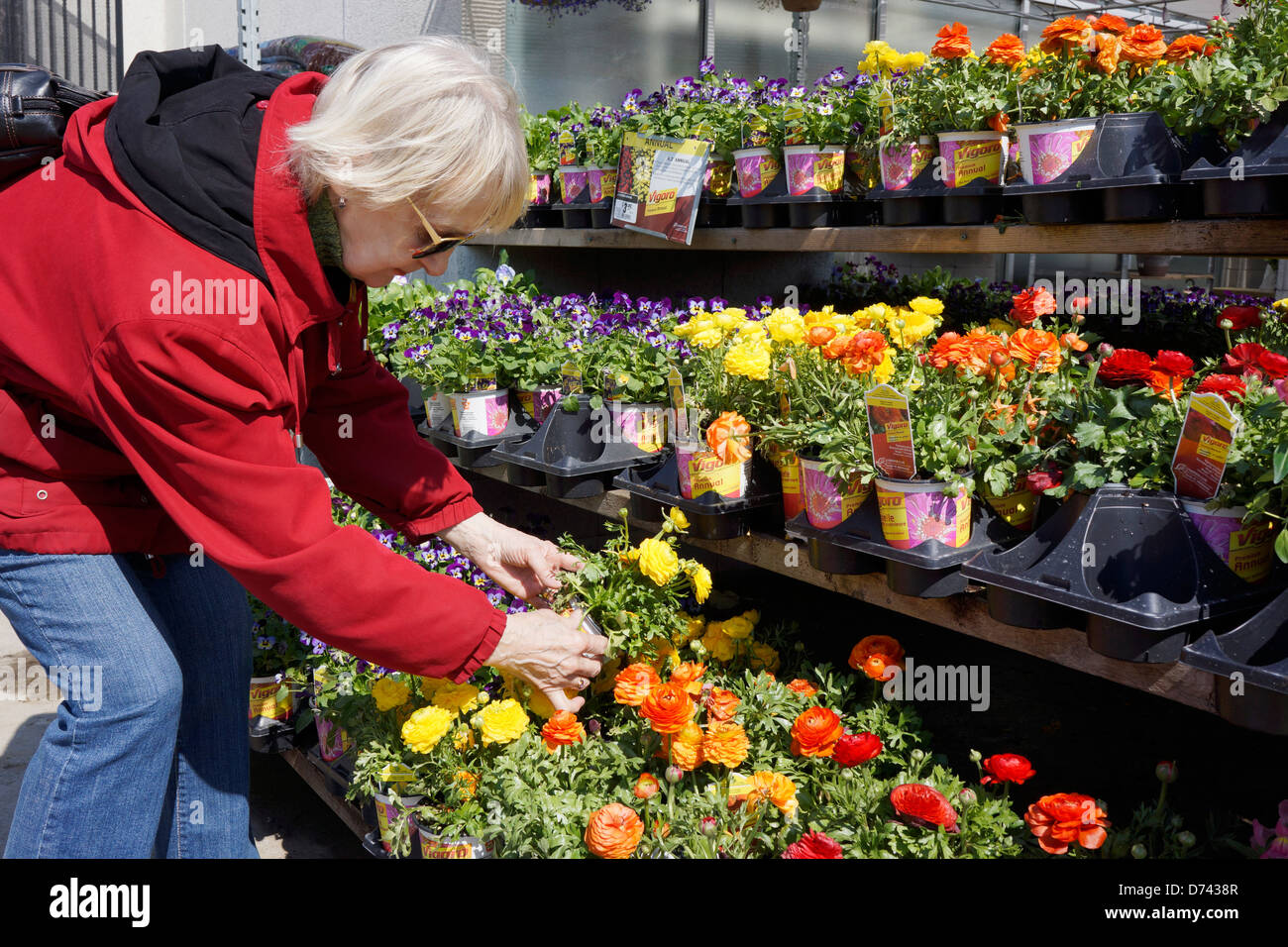 Garden Centre, Woman Choosing Ranunculus Flowers Stock Photo