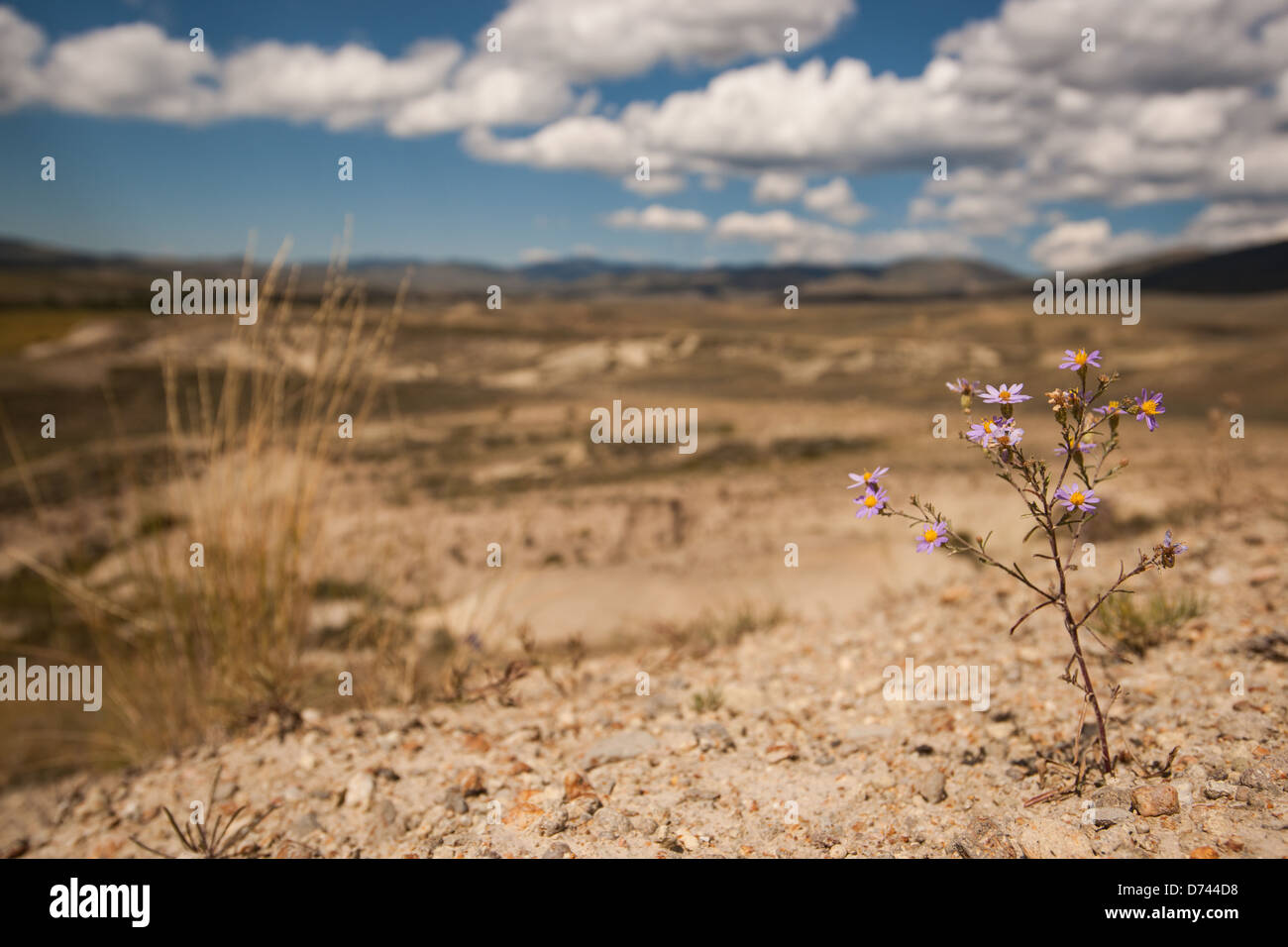 Photograph of a purple Astor flower growing in the arid landscape of the badlands. Stock Photo