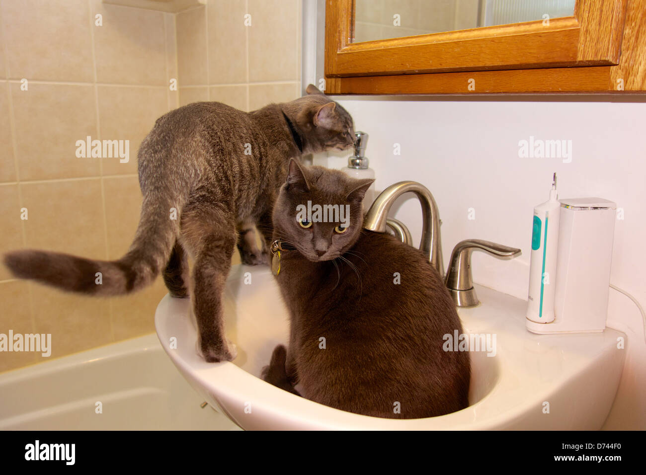 Two Tabby Cats Investigating Bathroom Sink Stock Photo