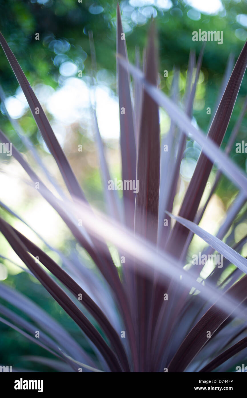 Purple spiky plant photographed with a very shallow depth of field. Stock Photo