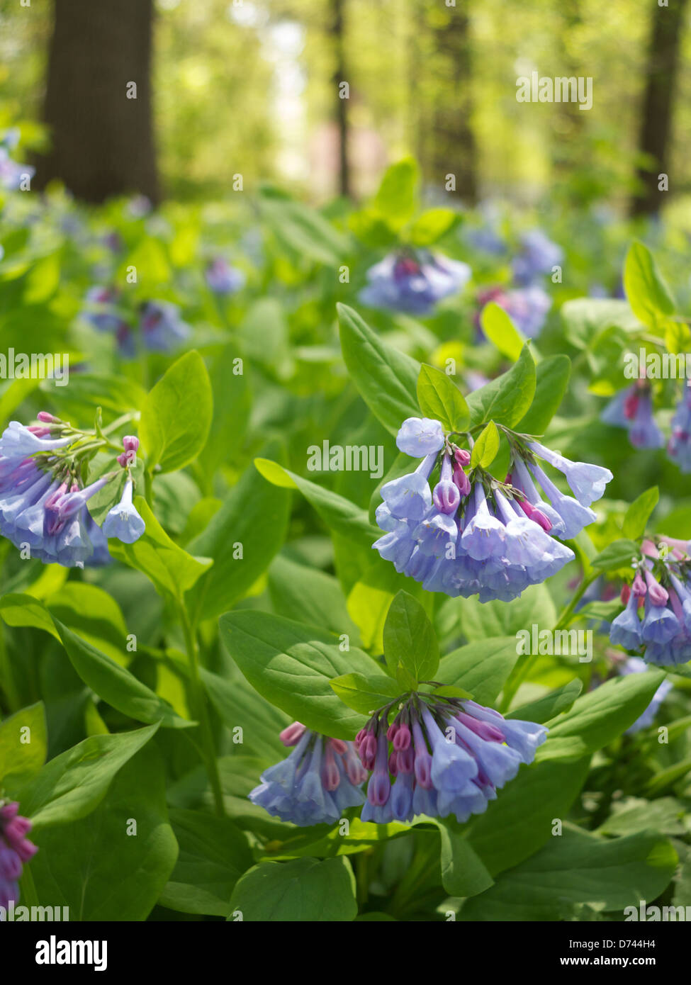 Virginia Bluebells Mertensia Virginica Austin Gardens Oak Park