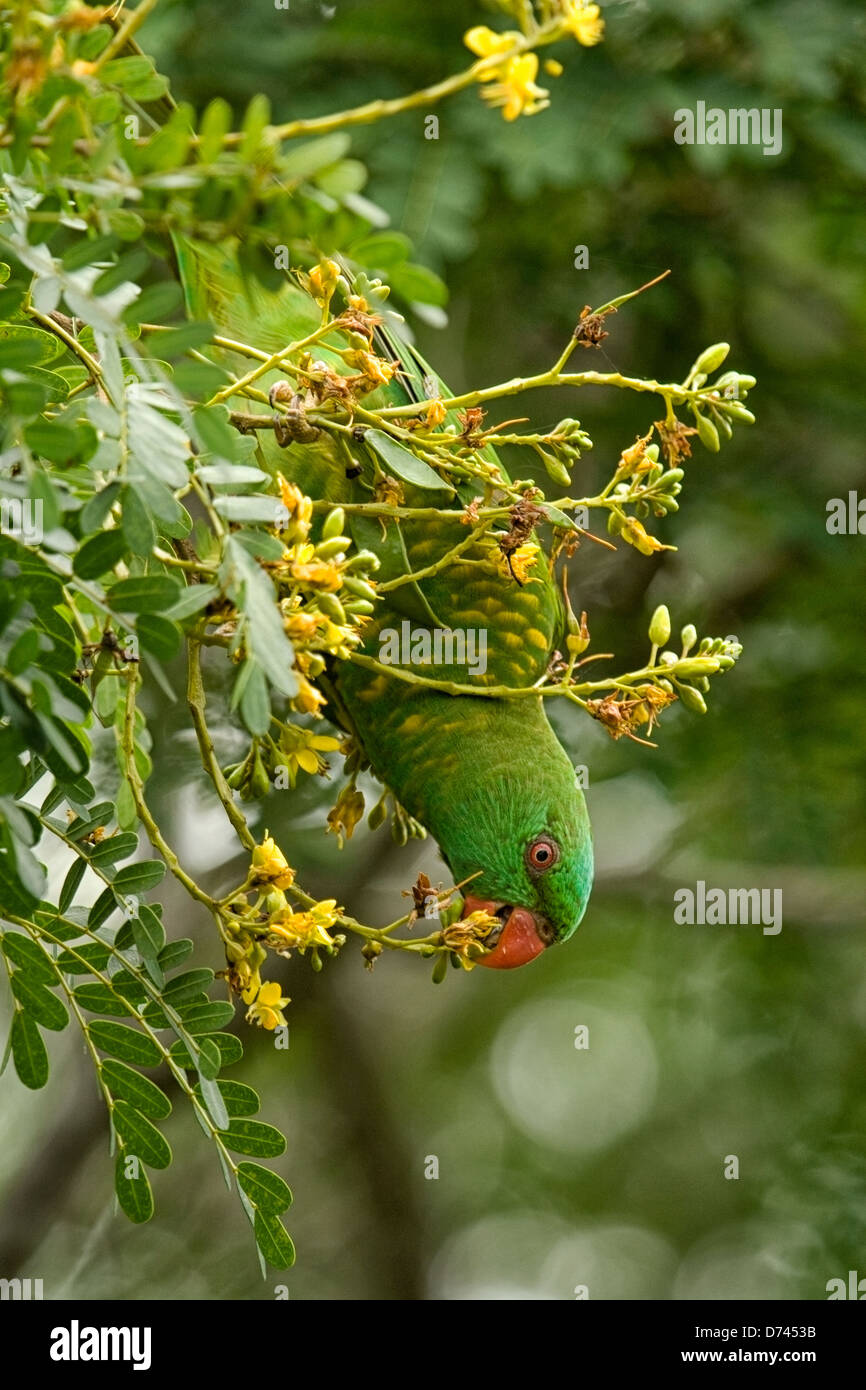 A scaly breasted lorikeet feeds on an Australian native tree. Stock Photo