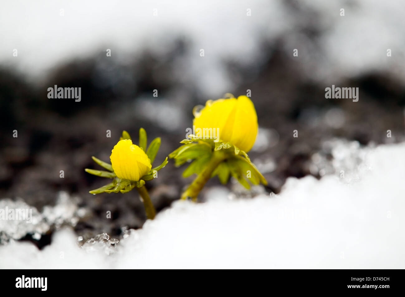 Yellow flower on soil, snow around, spring concept Stock Photo