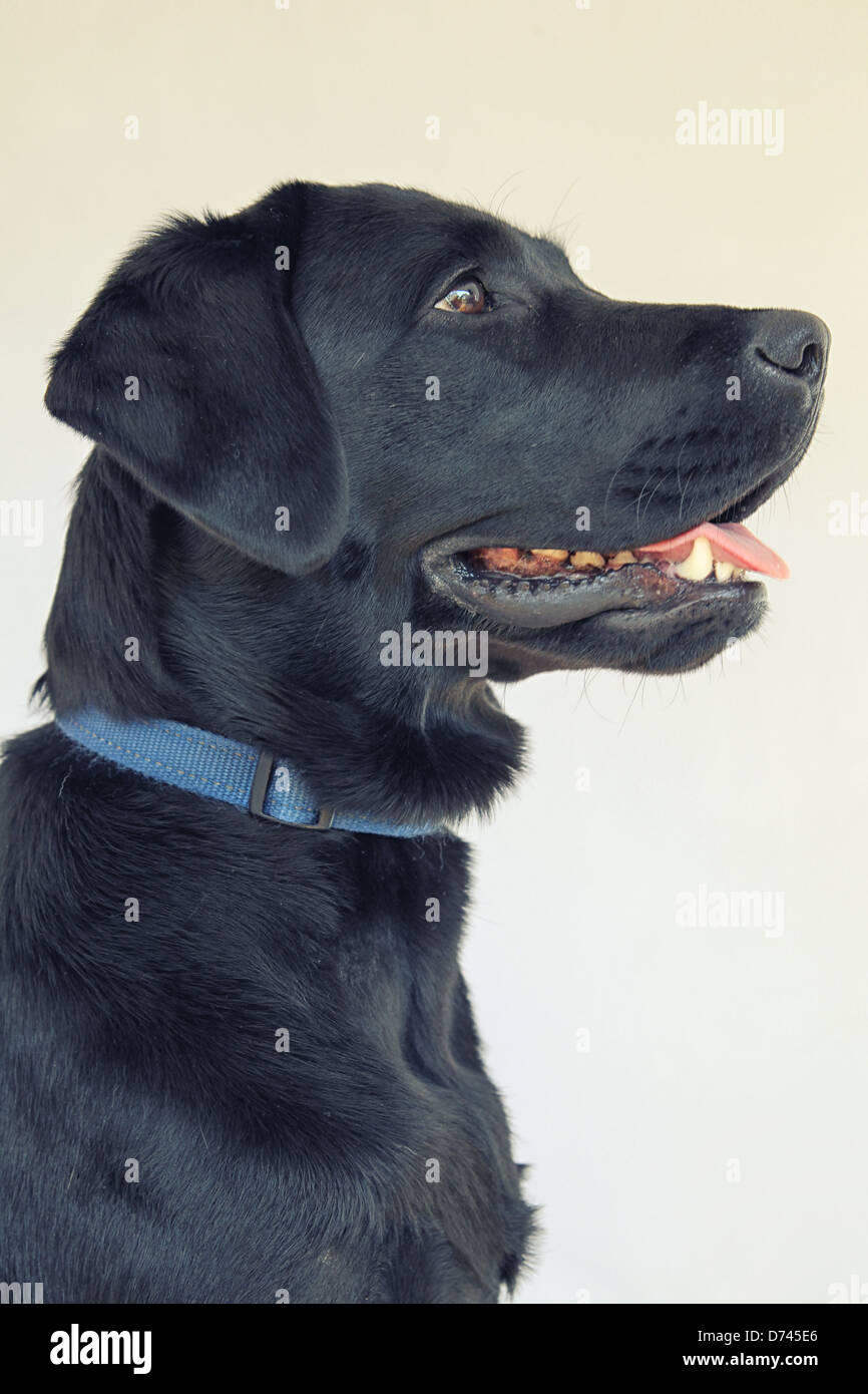 Black Lab