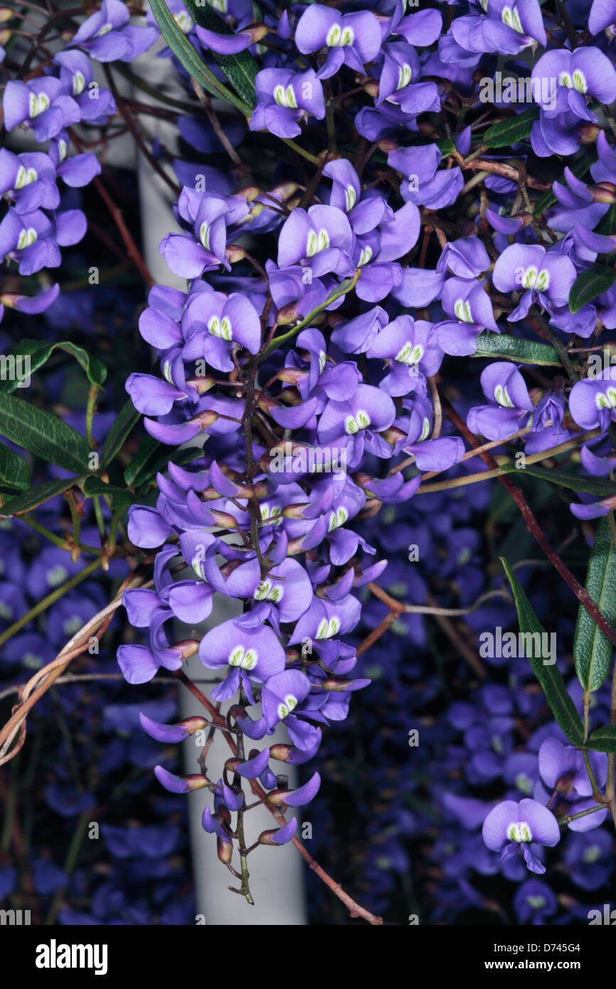 Northern Hovea- Hovea acutifolia- Family Fabaceae Stock Photo