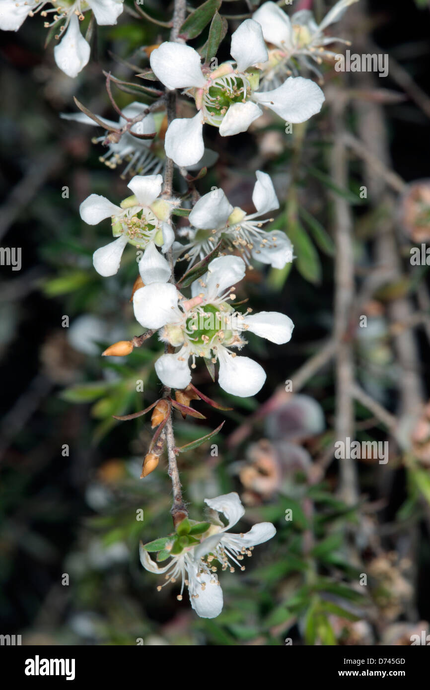 Australian Teatree- Leptospermum - Family Myrtaceae Stock Photo
