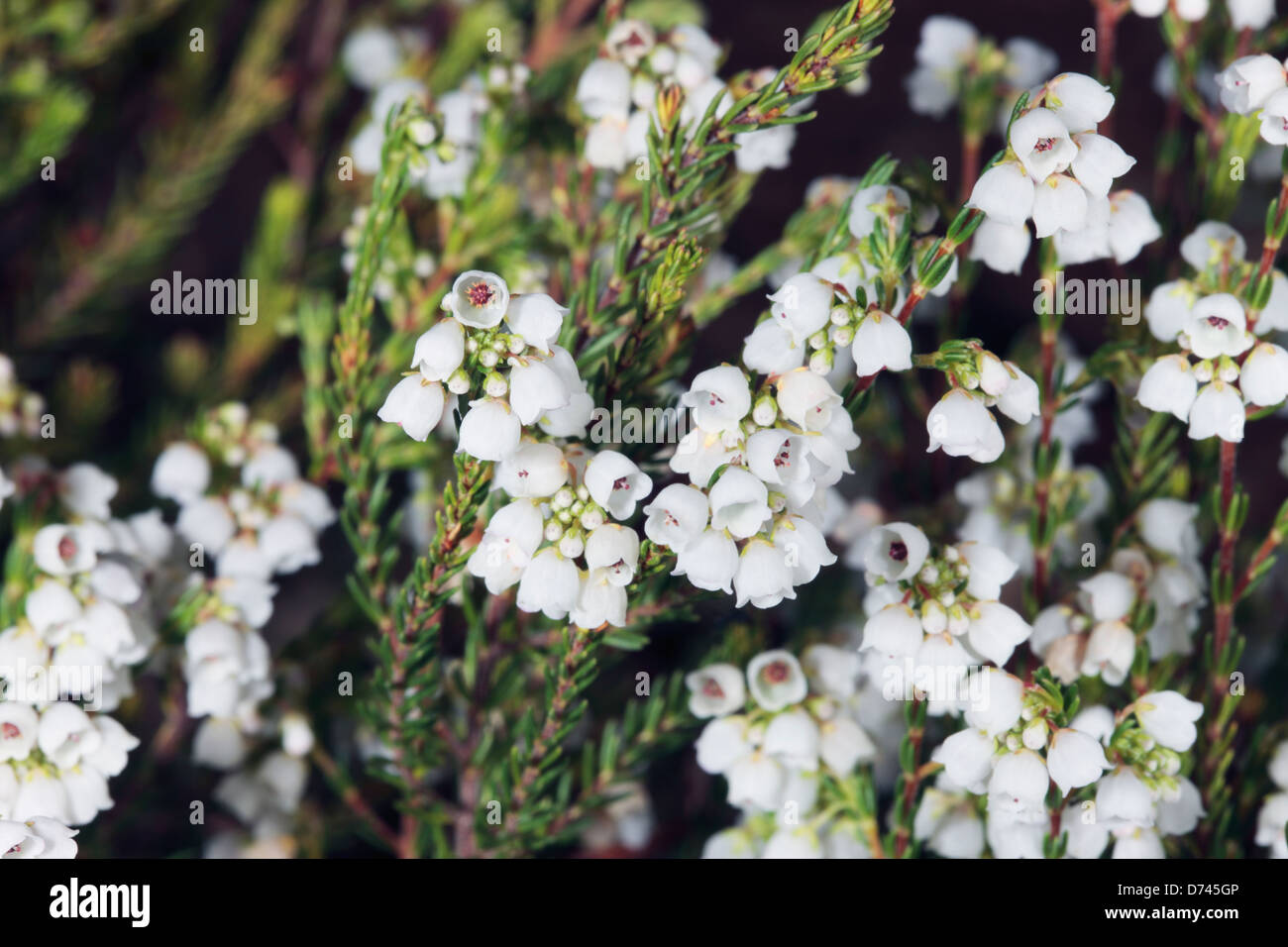 Close-up of flowers of Erica subdivaricata [no common name]- Family Ericaceae Stock Photo