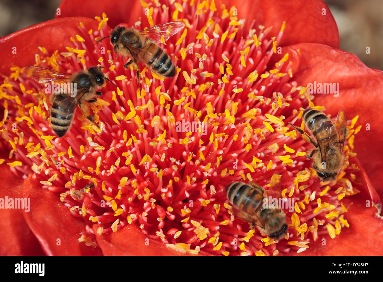 Honey Bees [Apis mellifera -Family Apidae]  collecting pollen from Haemanthus flower- [ Blood Lily - family Amaryllidoideae] Stock Photo