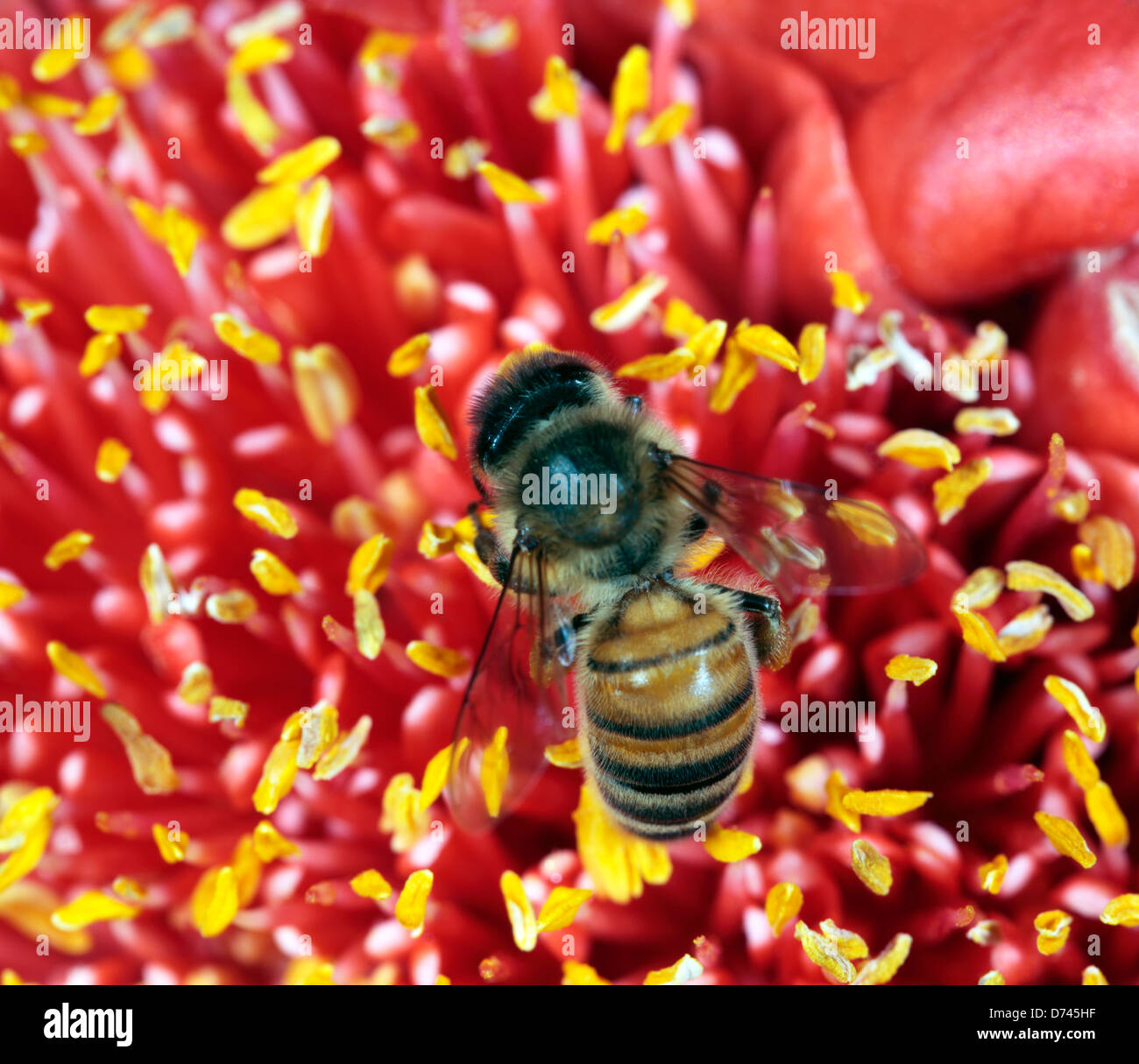 Honey Bee [Apis mellifera -Family Apidae]  collecting pollen from Haemanthus flower- [ Blood Lily - family Amaryllidoideae] Stock Photo