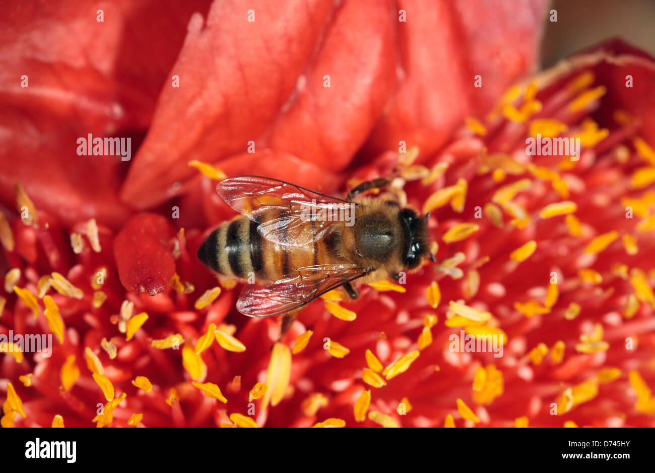 Honey Bee [Apis mellifera -Family Apidae]  collecting pollen from Haemanthus flower- [ Blood Lily - family Amaryllidoideae] Stock Photo