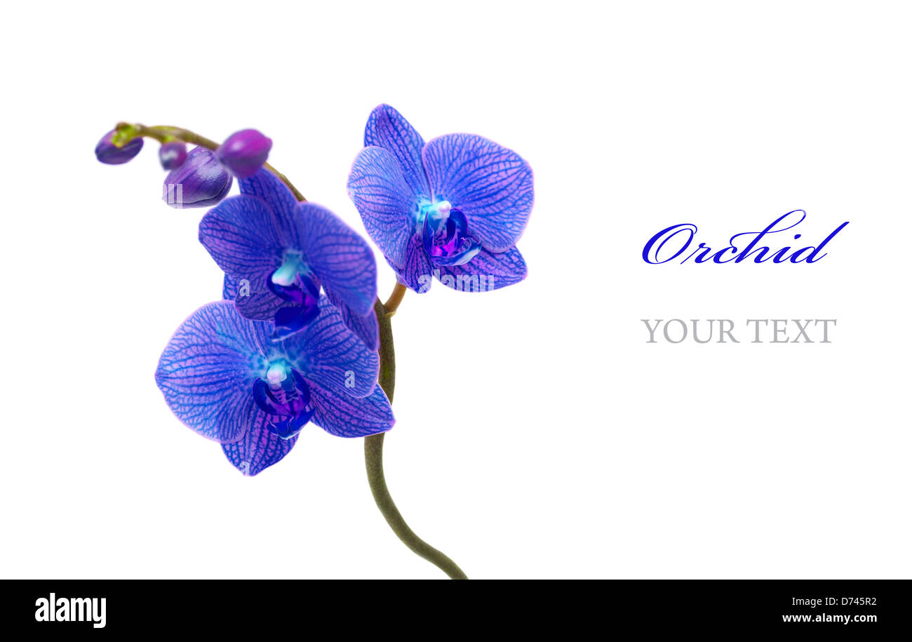 Blue orchid hi-res stock photography and images - Alamy