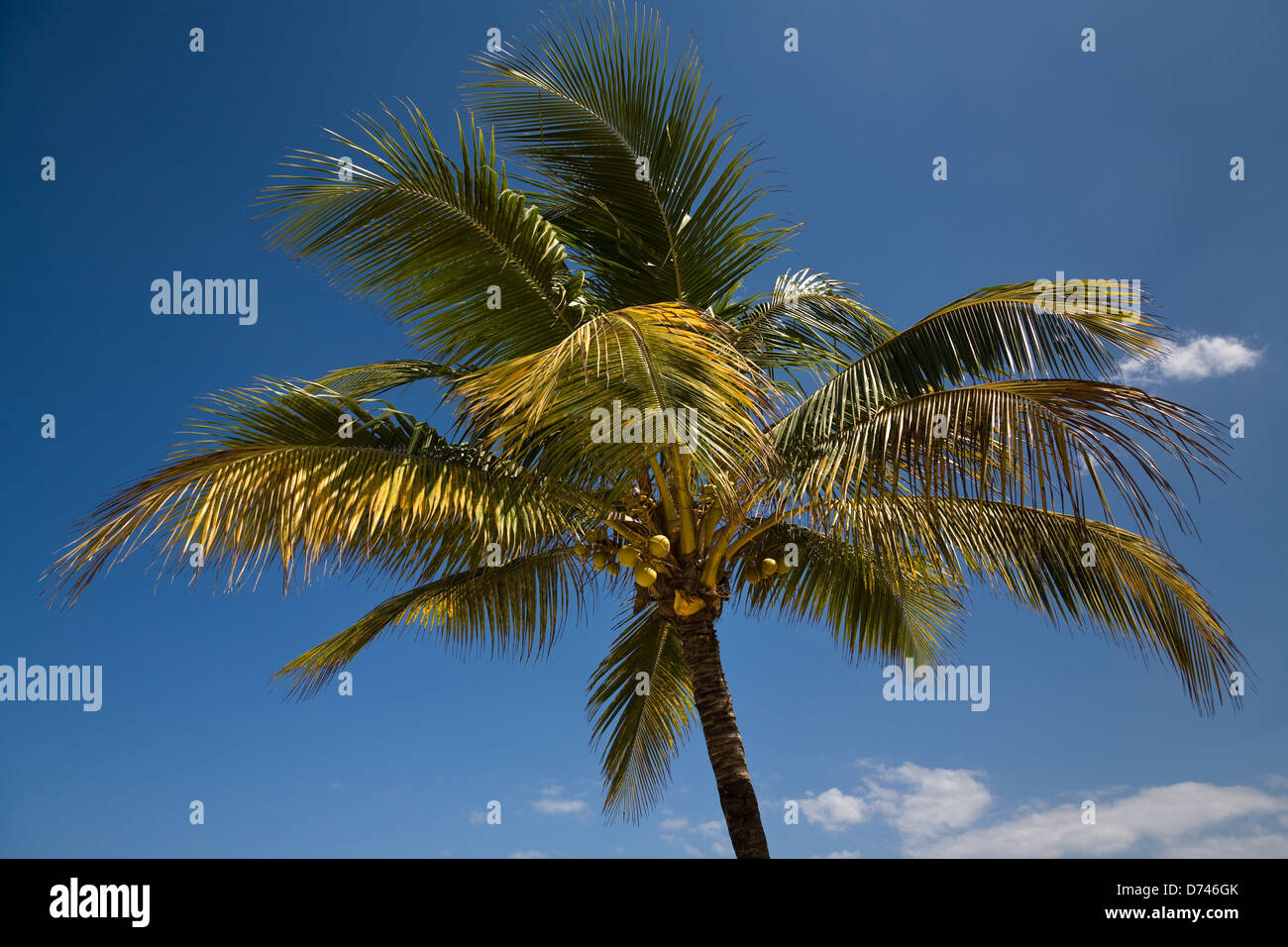 Puerto Plata, Dominican Republic, coconut palms on Playa Dorada beach