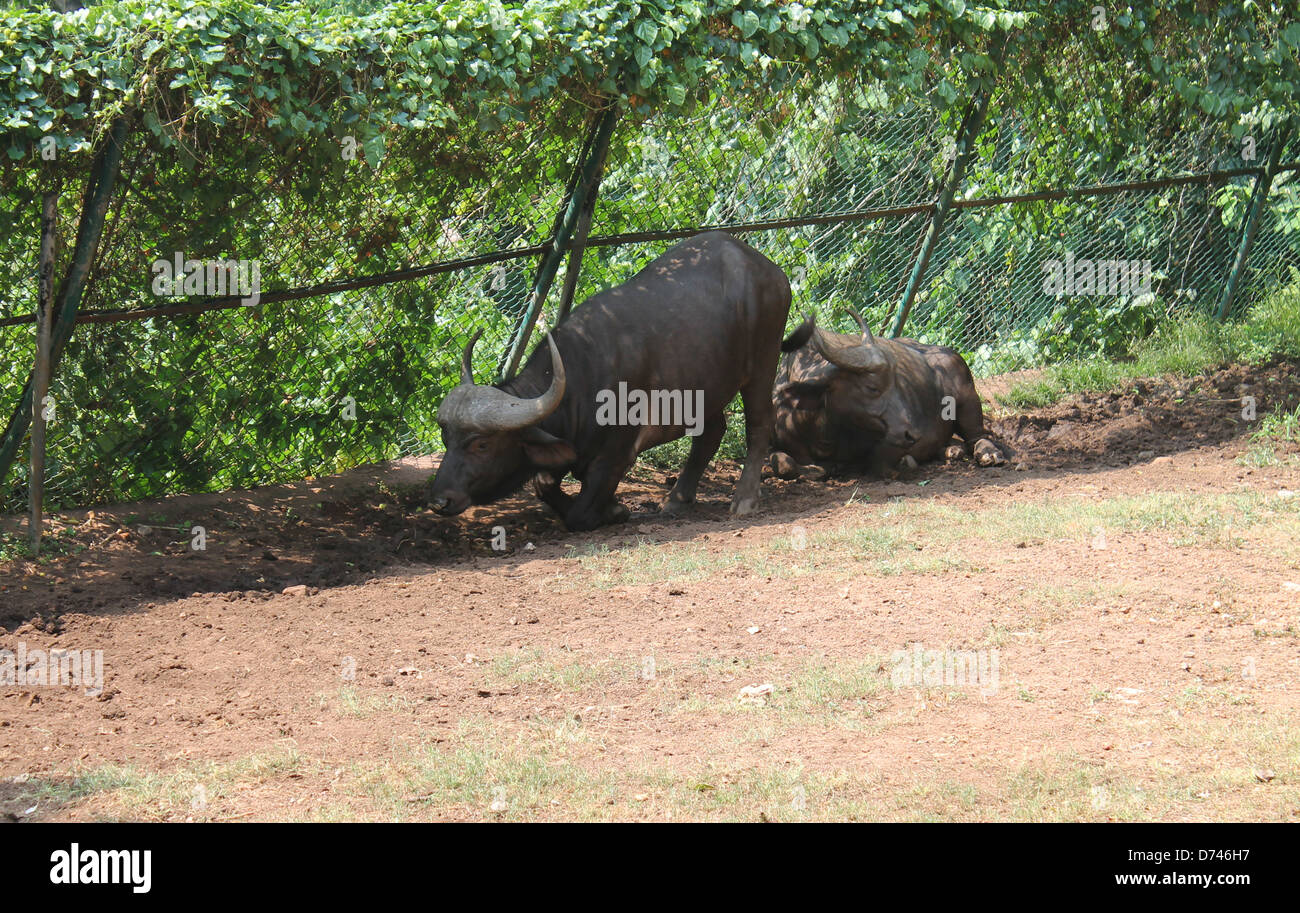 Indian buffalo couple Stock Photo - Alamy