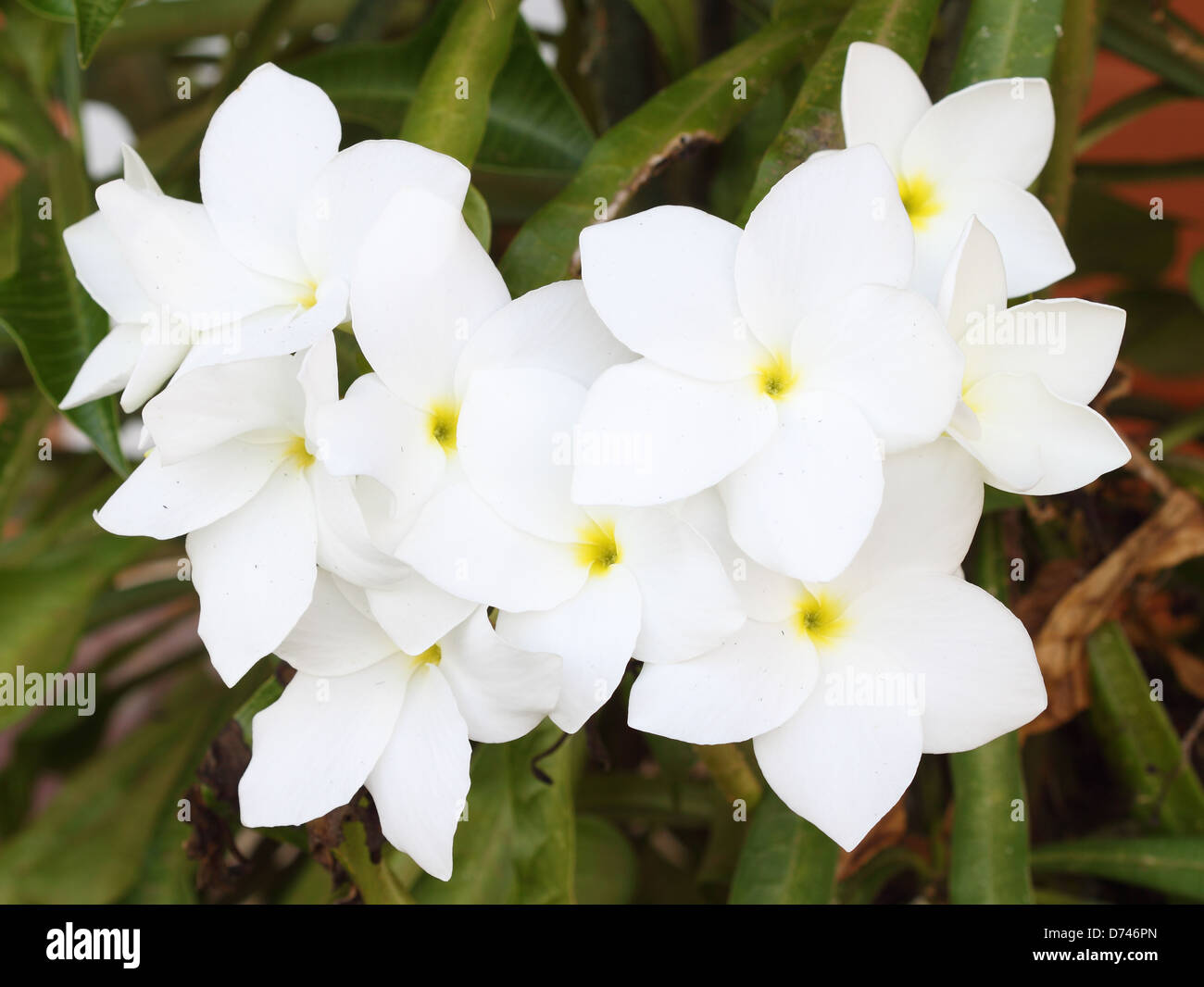 white Gardenia flower of Southern Asia Stock Photo - Alamy